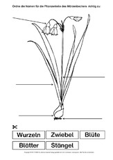 Märzenbecher-Bezeichnungen.pdf